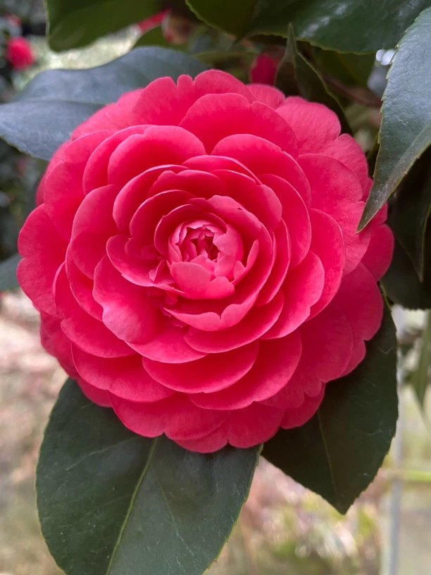 茶花，户外植物，花园绿植，庭院植物‘一物一拍。所见即所得