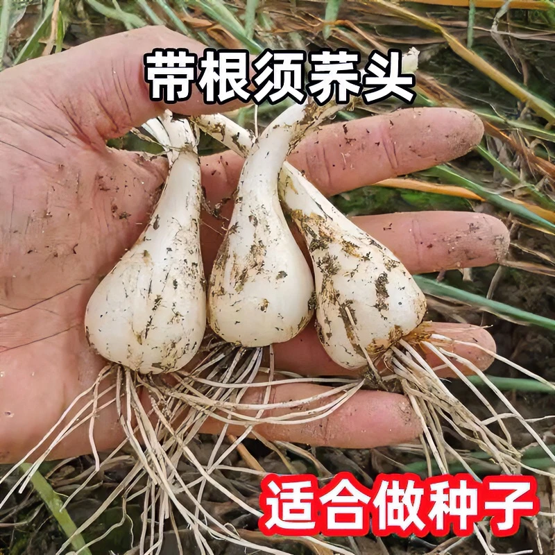 农家自留荞头种子现挖新鲜种植农家腌制