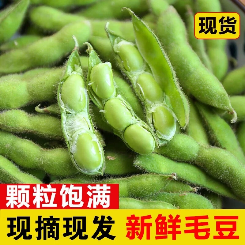 新鲜毛豆带壳农家自种鲜嫩带壳青毛豆大青豆蔬菜现摘现发嫩毛豆