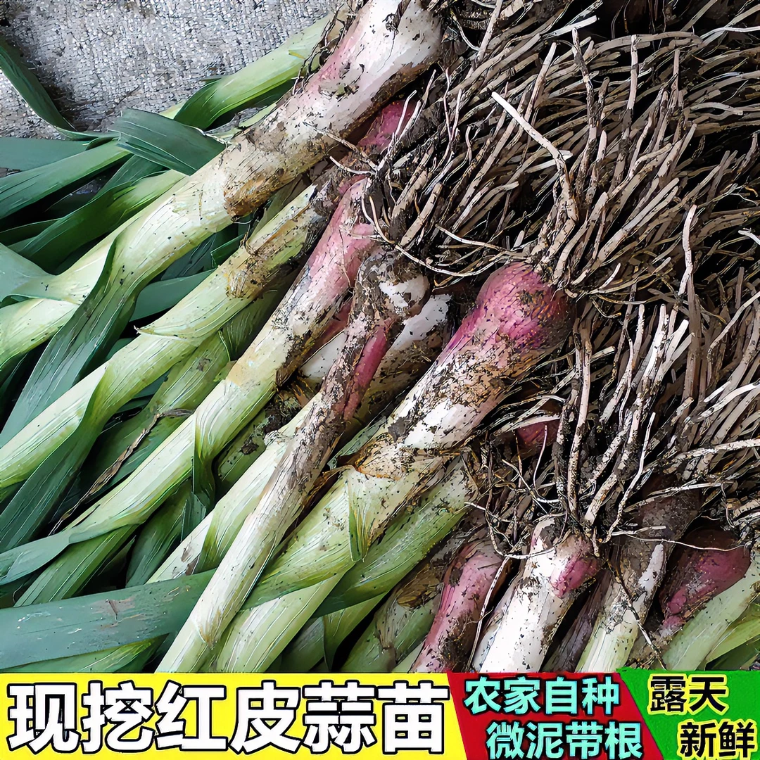 江西农村老奶奶自种紫皮香蒜红皮蒜露天蔬菜现挖青蒜新鲜红蒜苗