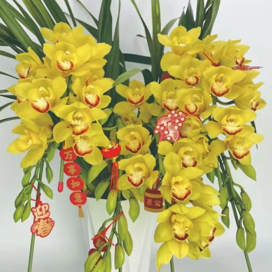 【黄金岁月拱兰】落地款 春节送礼 室内花卉绿植 年宵花 云南斗南