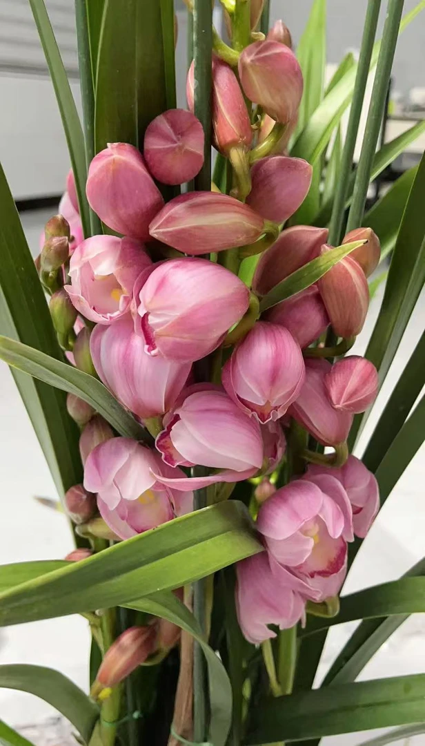 【尚品】落地款 大花蕙兰 春节送礼年宵花卉室内绿植物盆栽