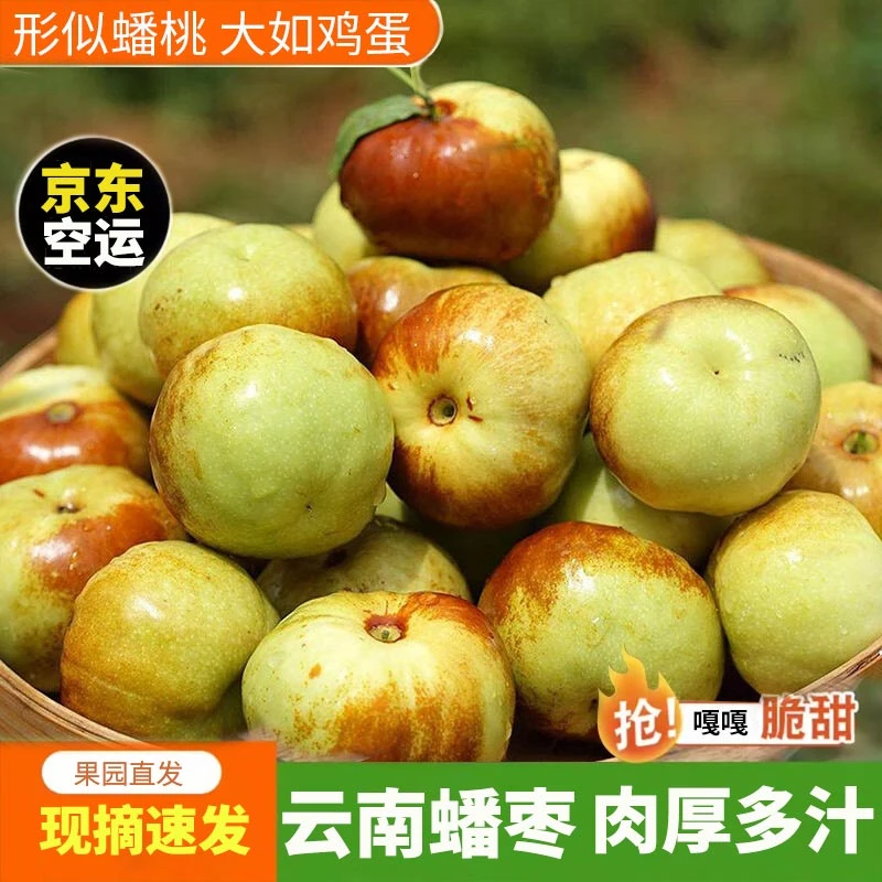 云南蟠枣新鲜甜枣脆枣当季新鲜孕妇水果甜脆多汁现摘现发大理宾川