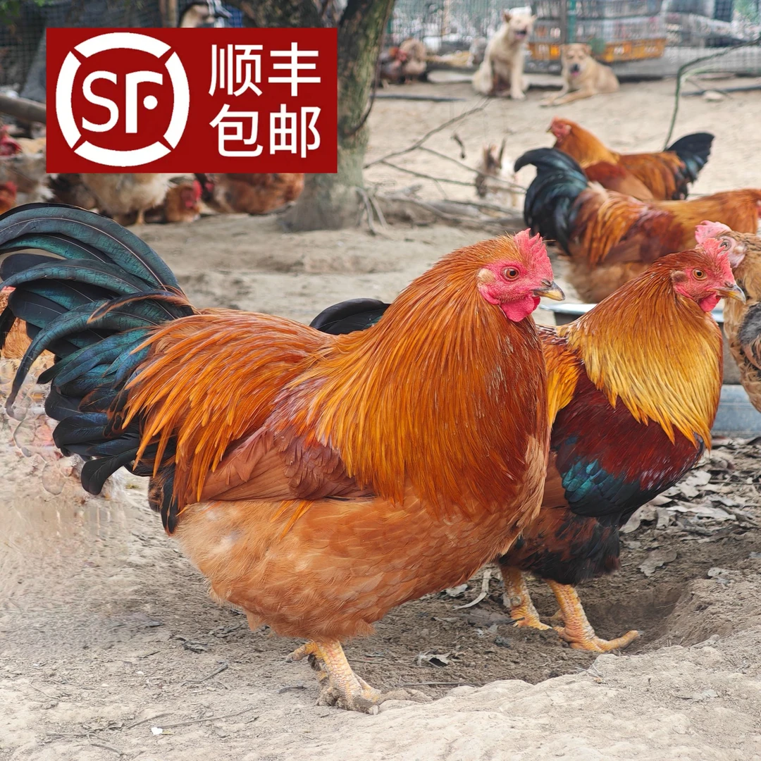 生鲜鸡广西散养6个月阉鸡白切鸡现杀品质熏鸡综艺同款土鸡3斤2