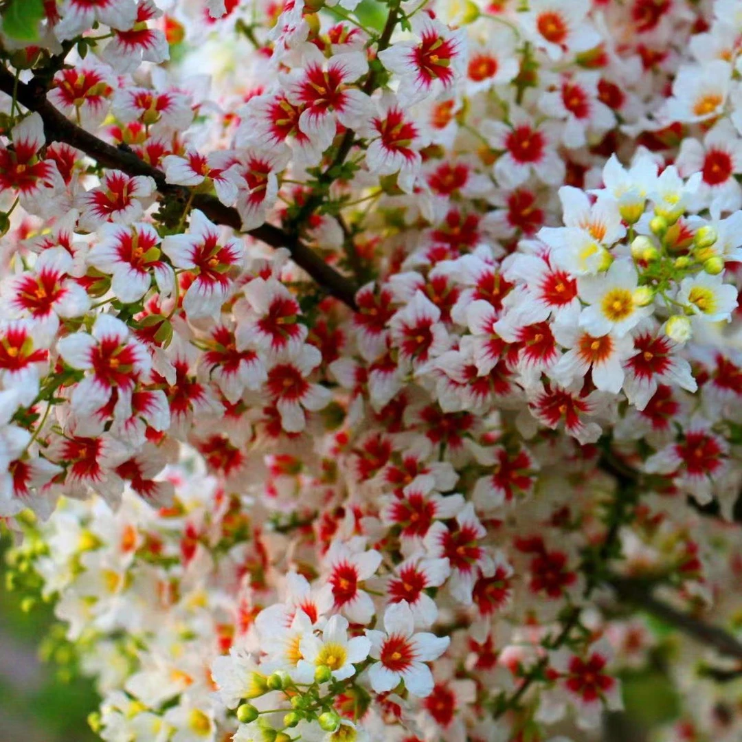 庭院花卉耐寒耐热植物文冠花树苗