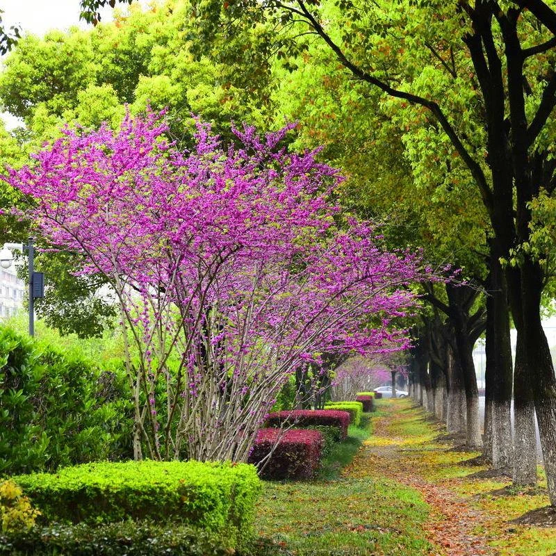 花园植物别墅绿化紫荆花丛林紫荆花年后开花
