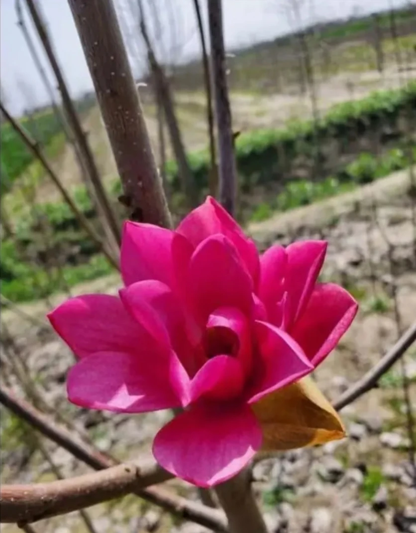 新品种【娇红牡丹玉兰花】（浓香）盆栽地栽