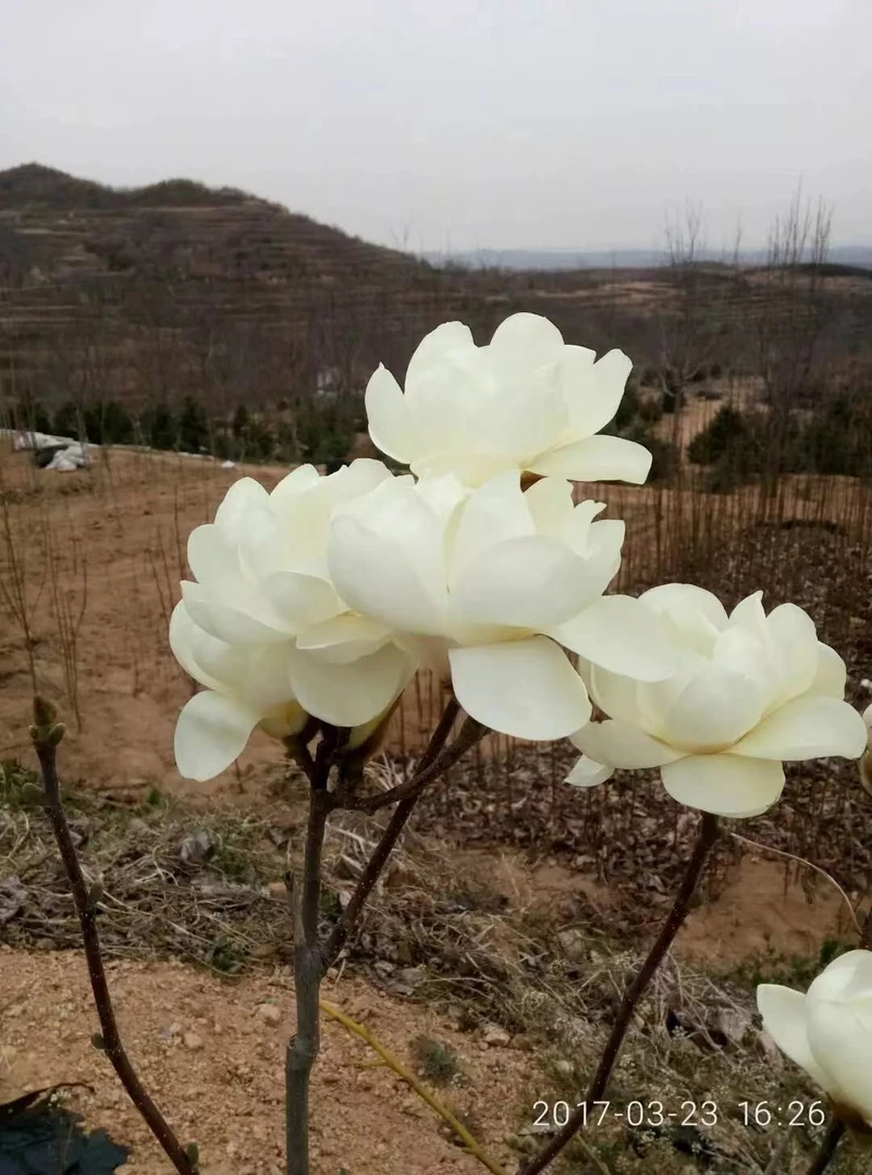 大花白牡丹玉兰花（浓香型）春夏两季开花阳台庭院绿化工程