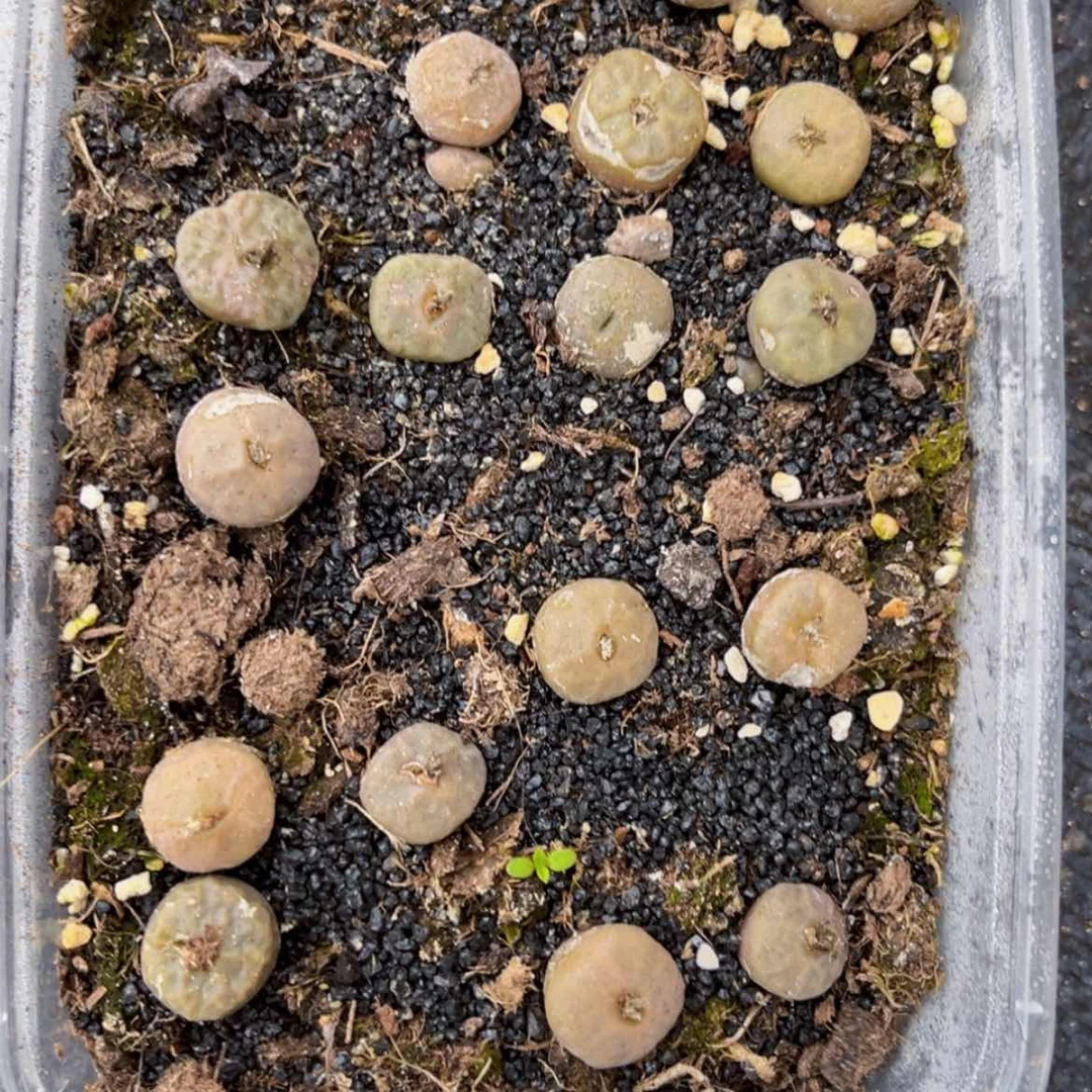 【闪购商品】8038脱土