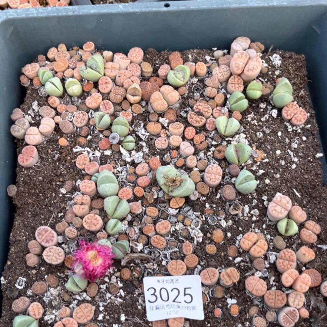 【闪购商品】3025盆土