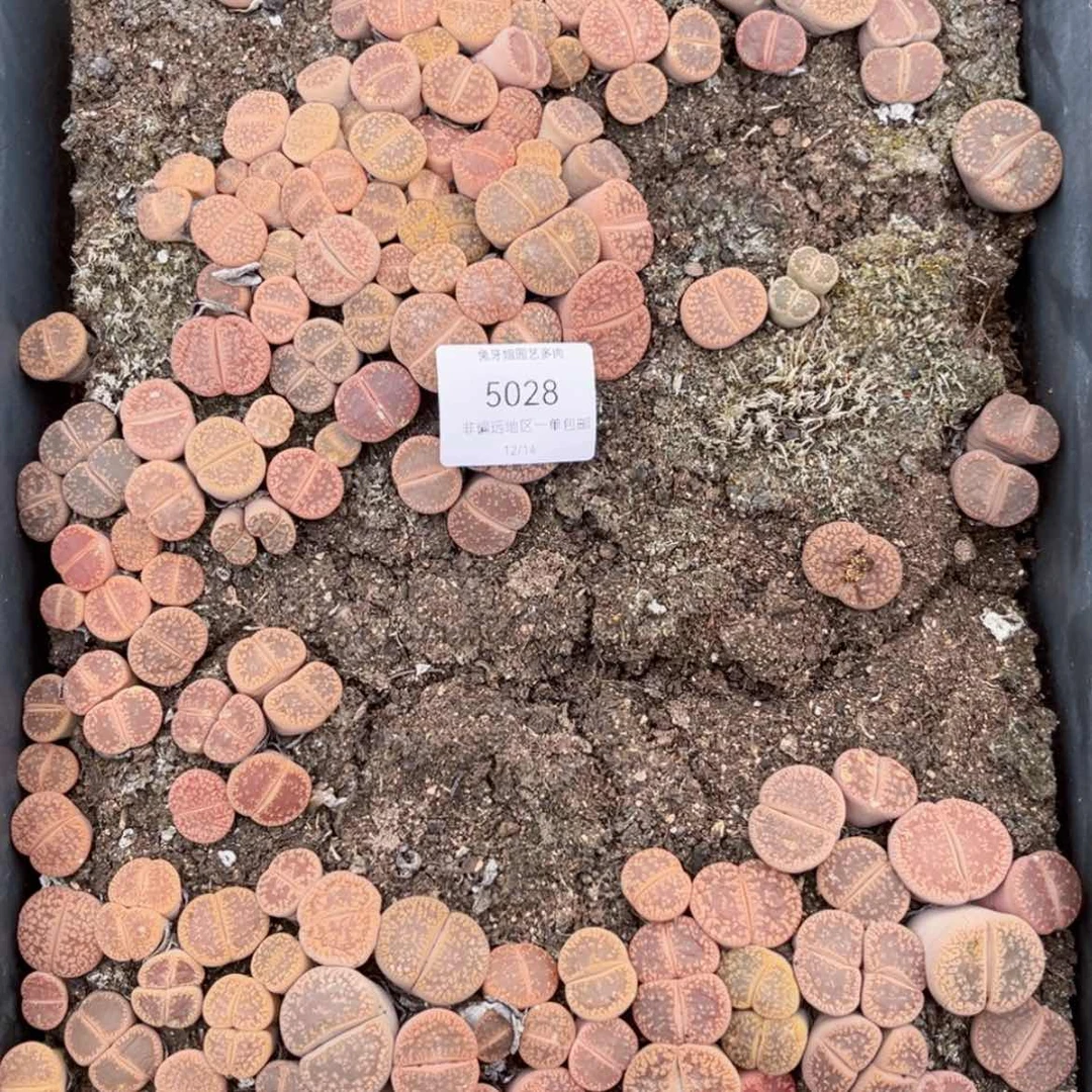 【闪购商品】5028盆土