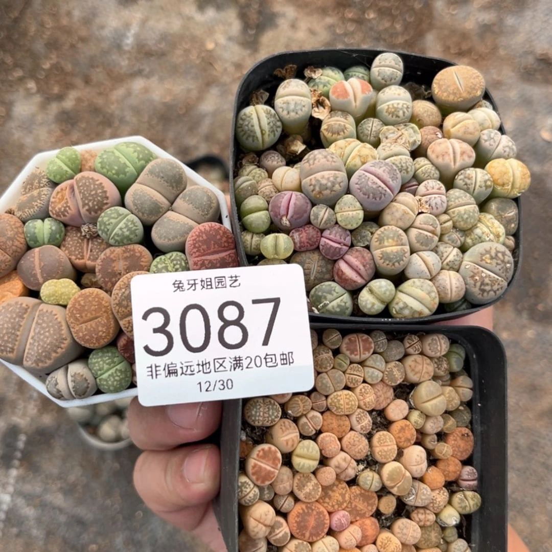 【闪购商品】3087盆土