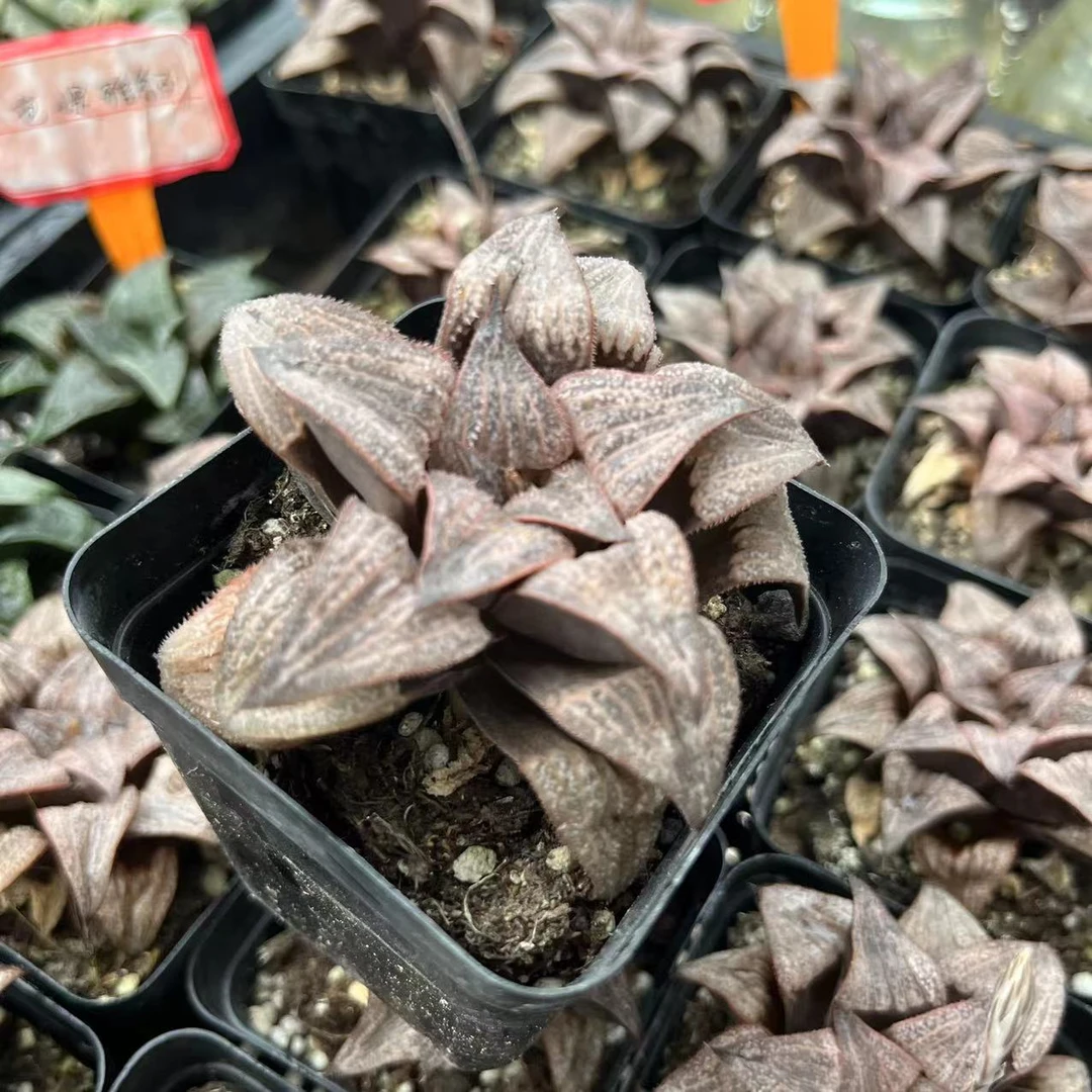 芭提雅十二卷多肉 10公分以下【满18.8包邮】