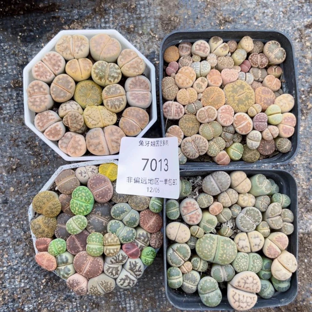 【闪购商品】7013盆土