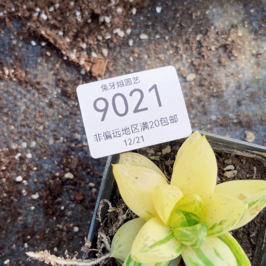 【闪购商品】9021脱土
