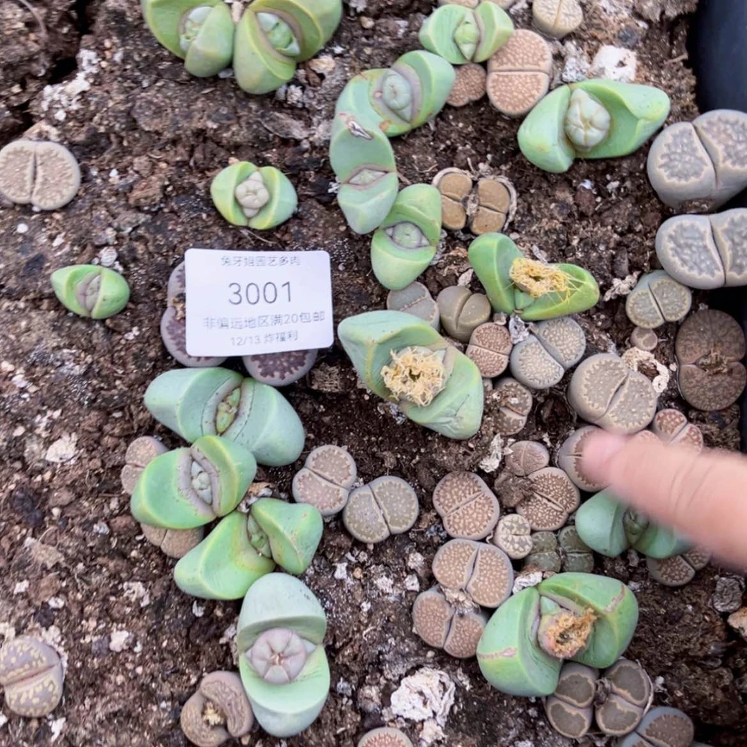 【闪购商品】3001盆土