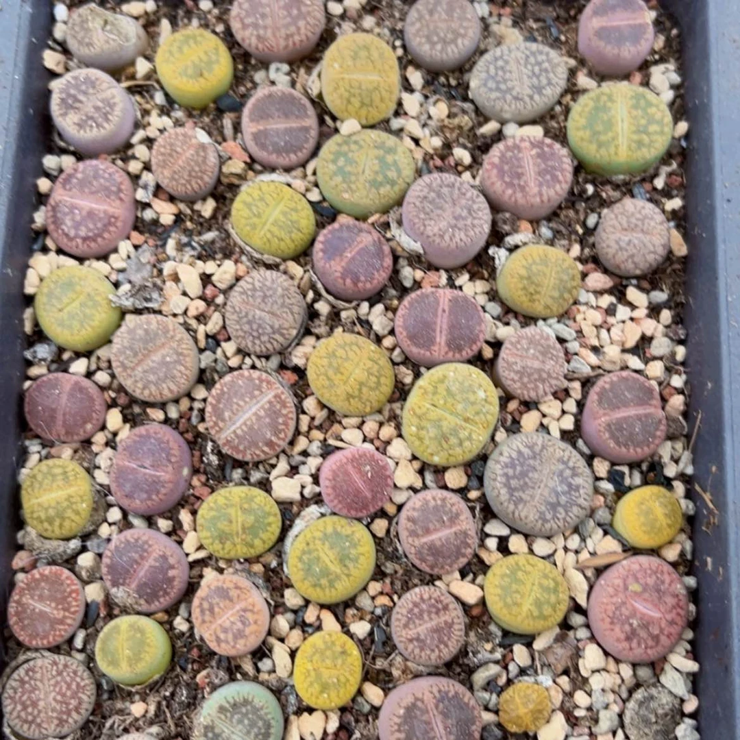 【闪购商品】8039盆土