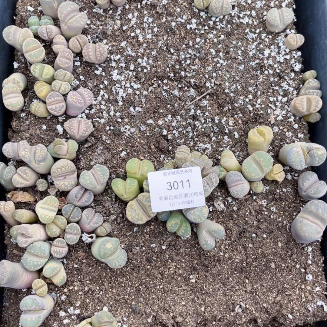 【闪购商品】3011盆土