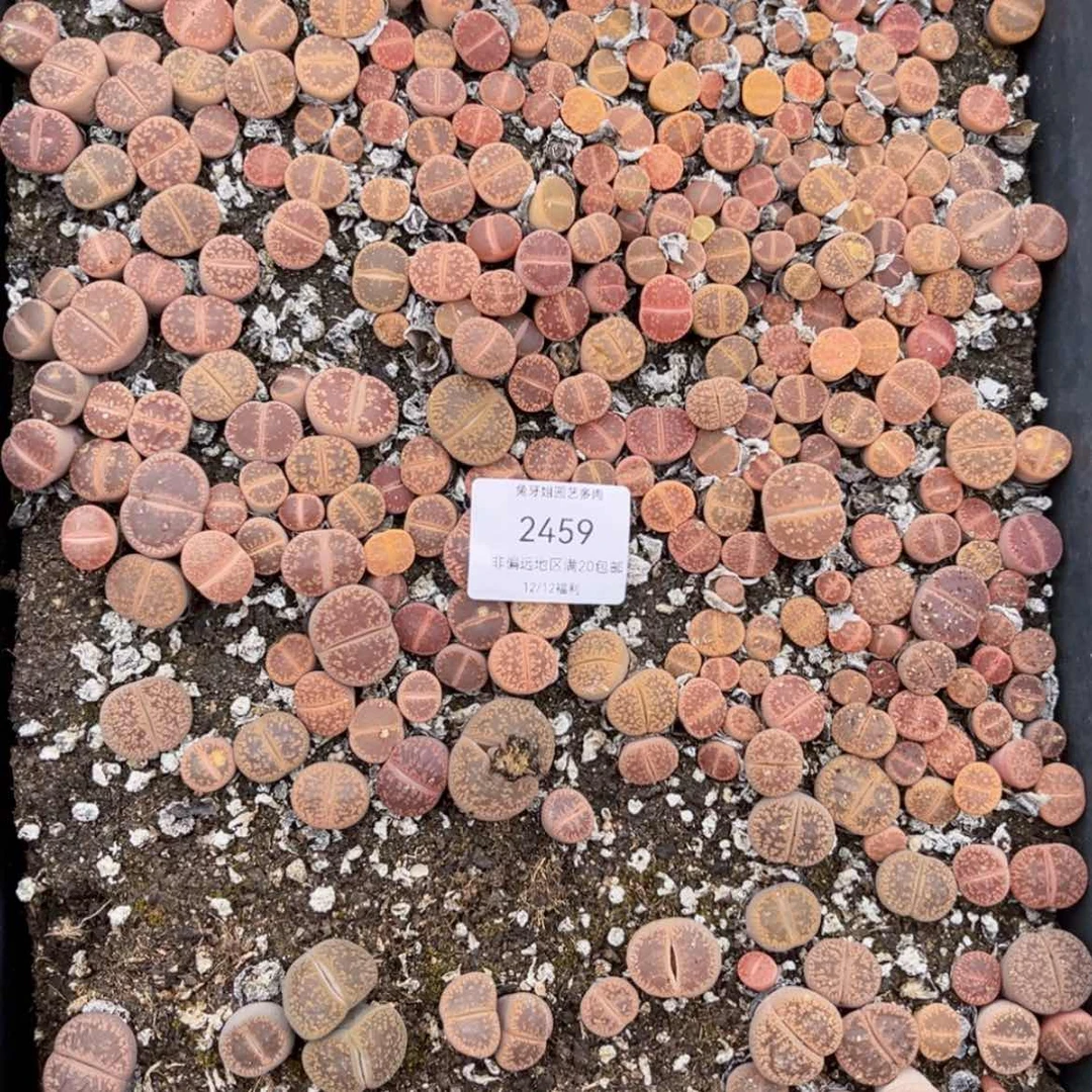 【闪购商品】2459盆土