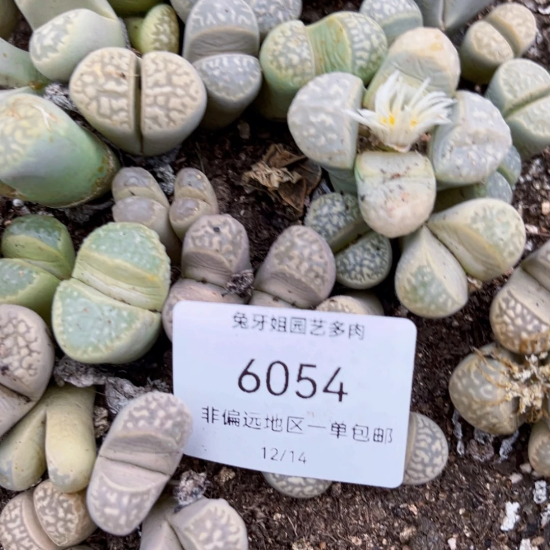 【闪购商品】6054盆土