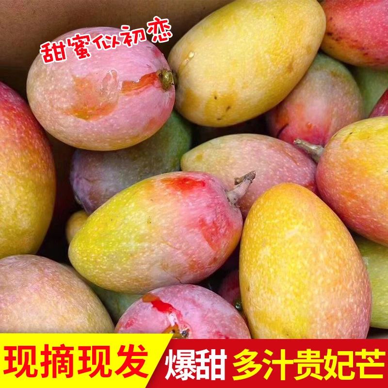 广西贵妃芒香甜红金龙芒果新鲜水果甜蜜多汁热带鲜果 微黄软食用