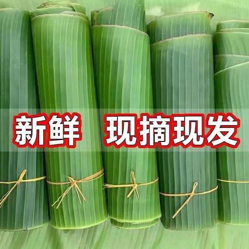 新鲜香蕉叶 云南 芭蕉叶 傣族粑粑 蕉叶糯米傣式烧烤摆盘 包邮