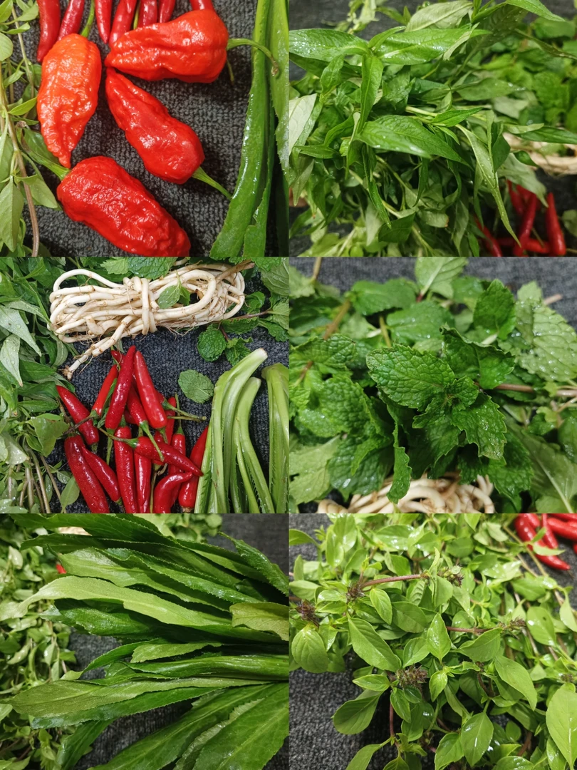 云南德宏新鲜蔬菜香料组合缅芫荽香柳小芫荽金芥红米辣总500克