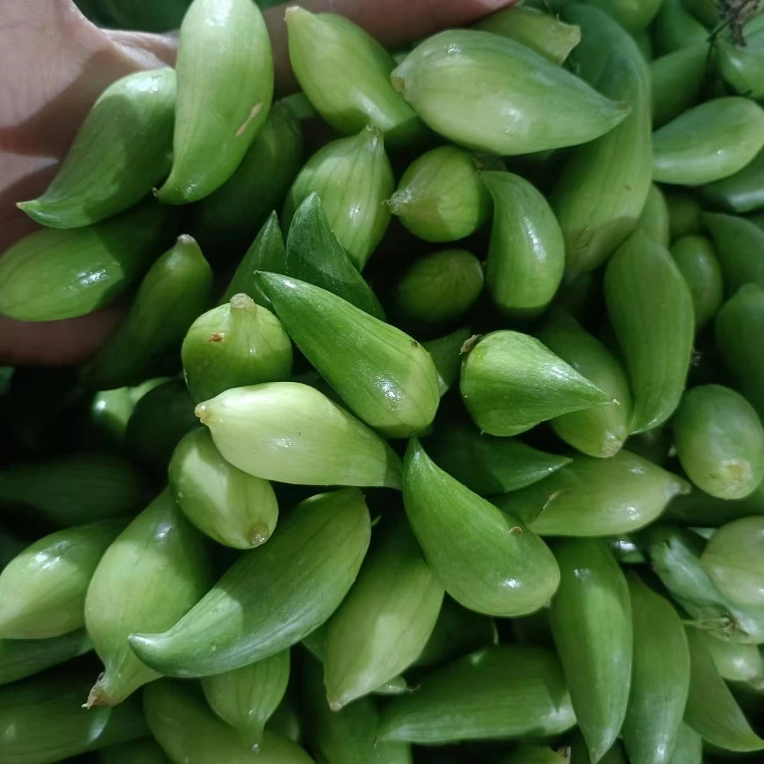 小雀瓜辣子瓜洋辣子羊角豆小角瓜翘角瓜云南短季时令新鲜蔬菜包邮