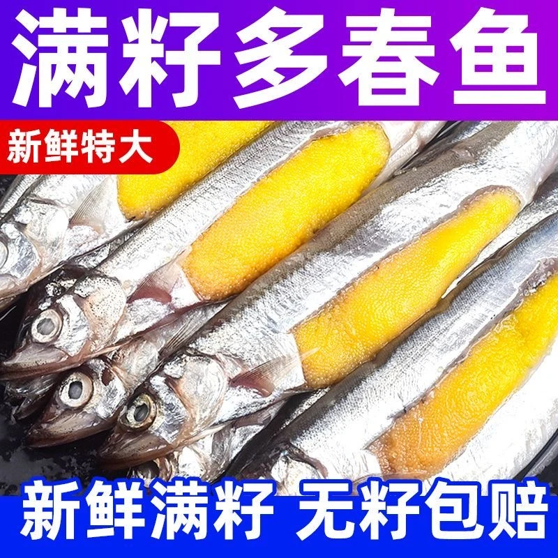 时令新鲜海捕满籽 多春鱼  100克/包