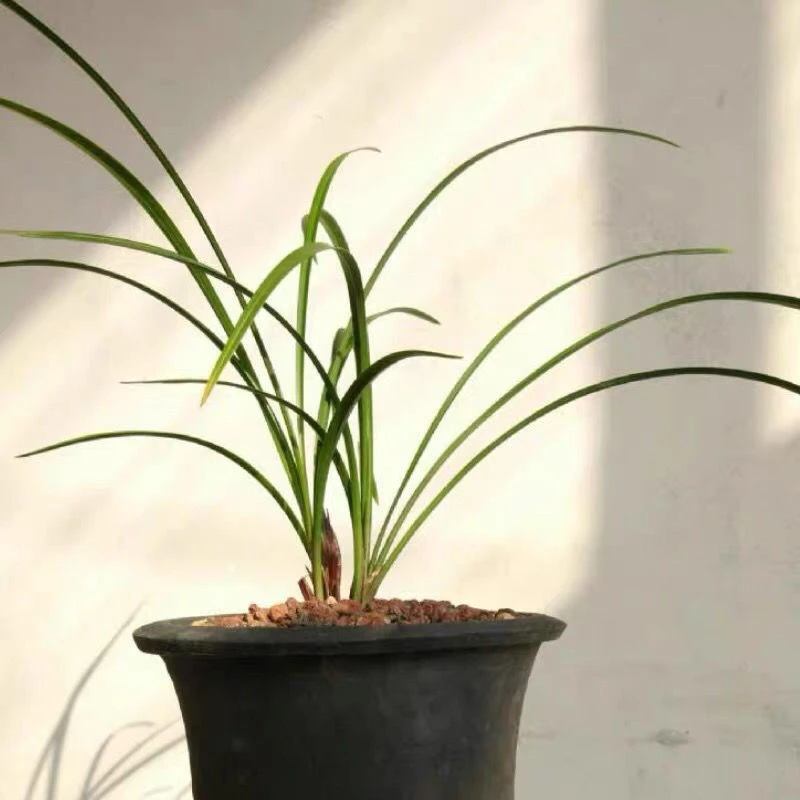 盆景兰花，自然养殖兰花，一物一拍，请勿随意下单。