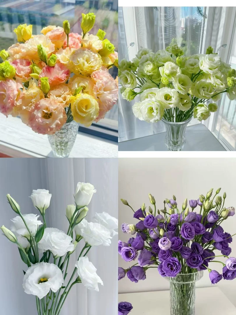 【洋桔梗】运输中鲜花会轻微脱水  收到第一时间深水醒花