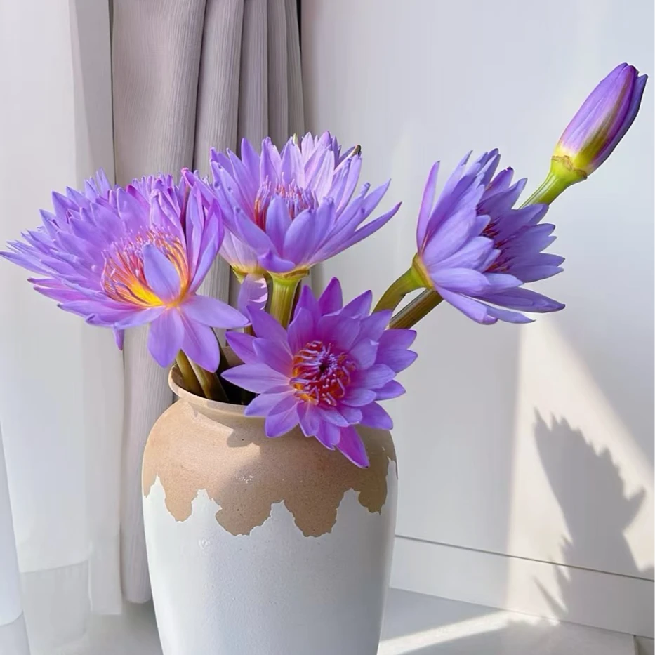 【睡莲】收到剪根灌水 深水醒花