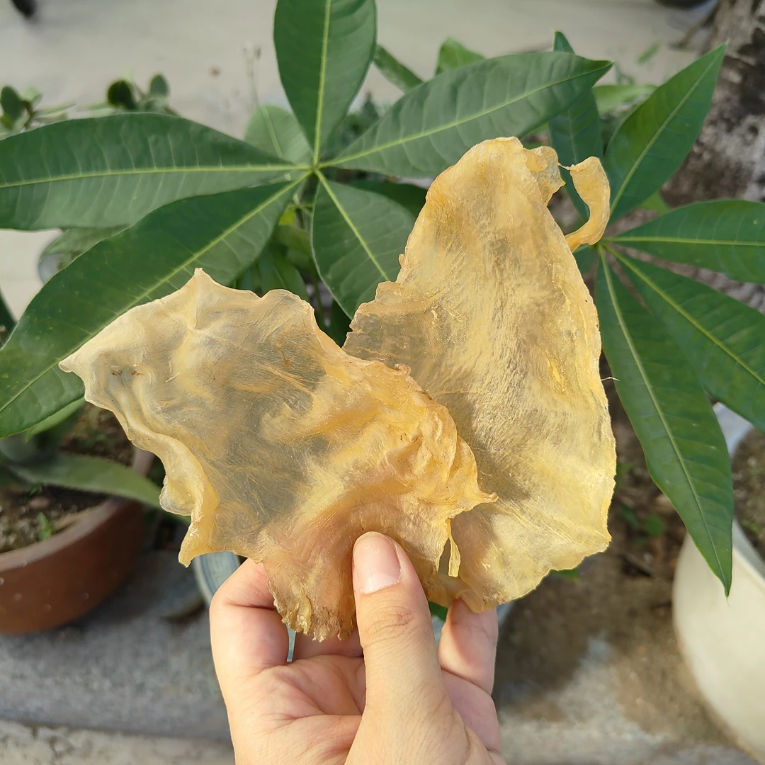 斗湖公胶鱼胶日常滋补煲汤