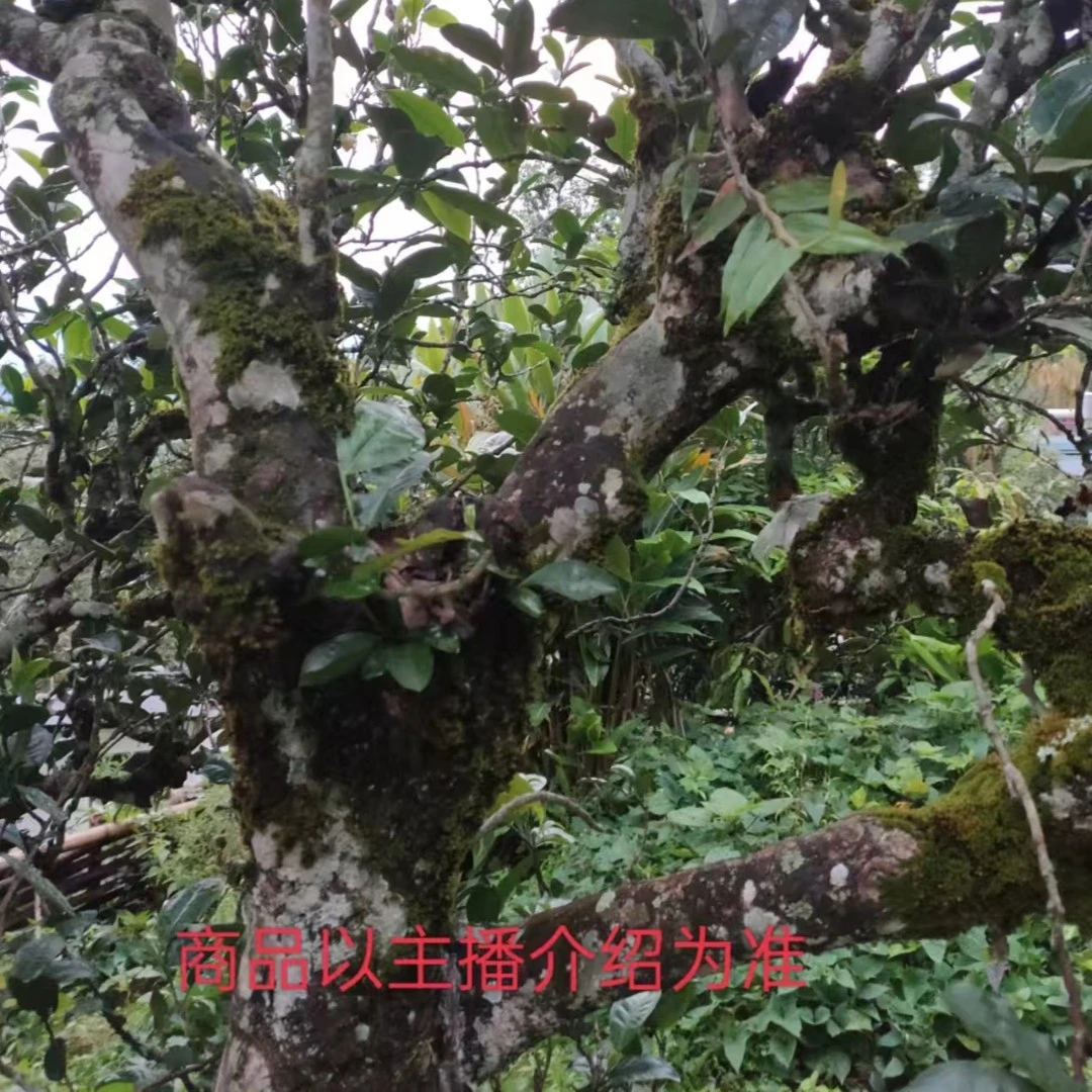 昔牌20214年马邓古树普洱生茶饼