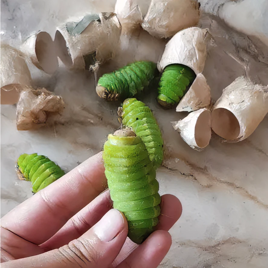 青蚕大青蚕蚕宝宝（一斤）