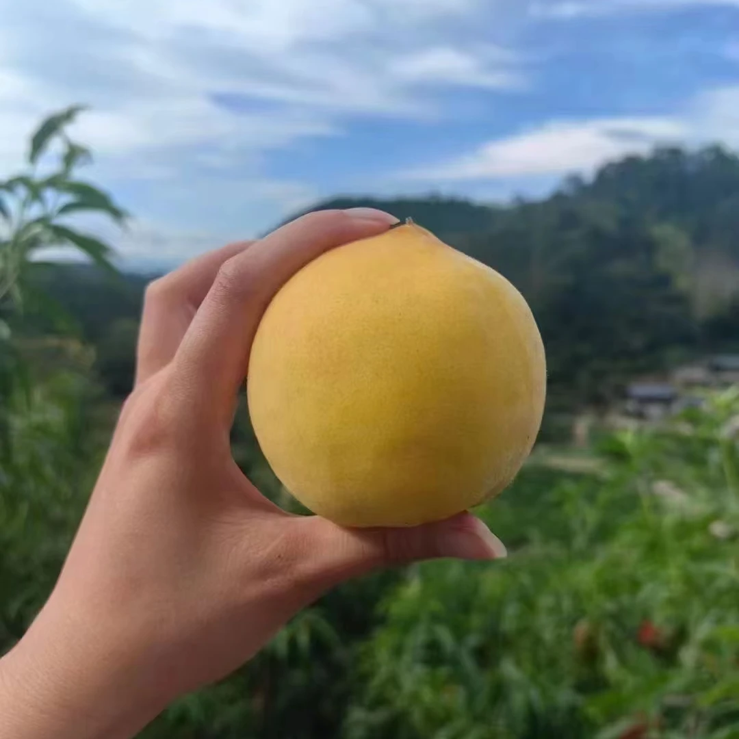 [深漂阿树专属]正宗湖南汝城纯甜黄桃脆甜多汁