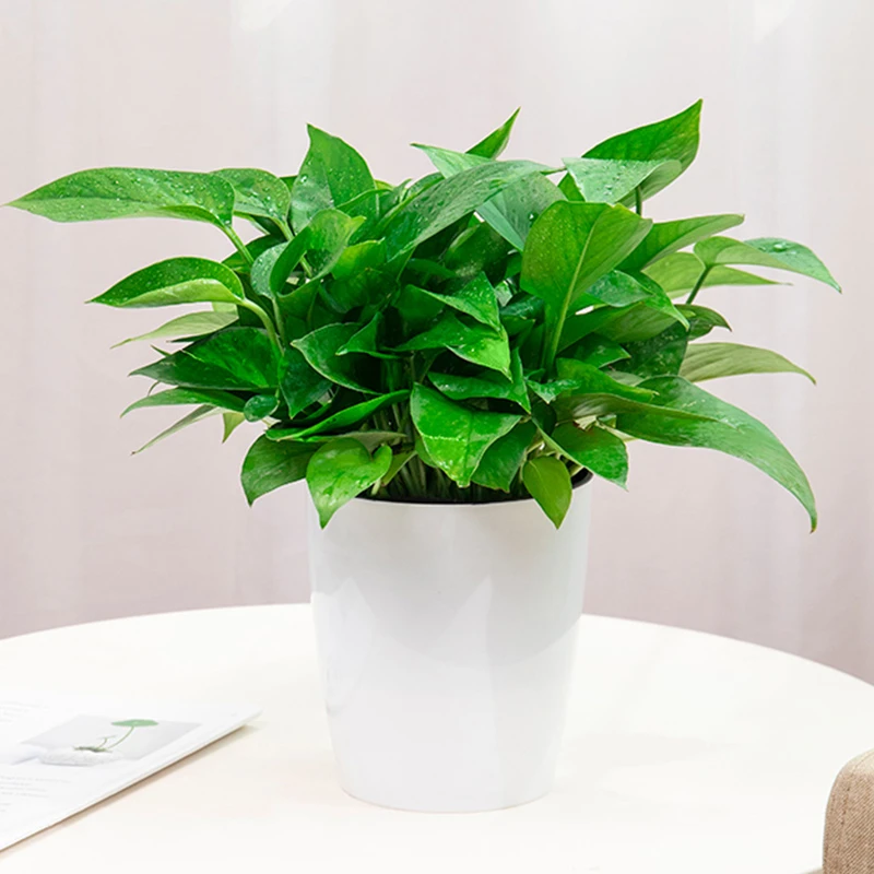 绿萝盆栽室内客厅吸除甲醛植物办公室新房净化空大叶好养活绿植