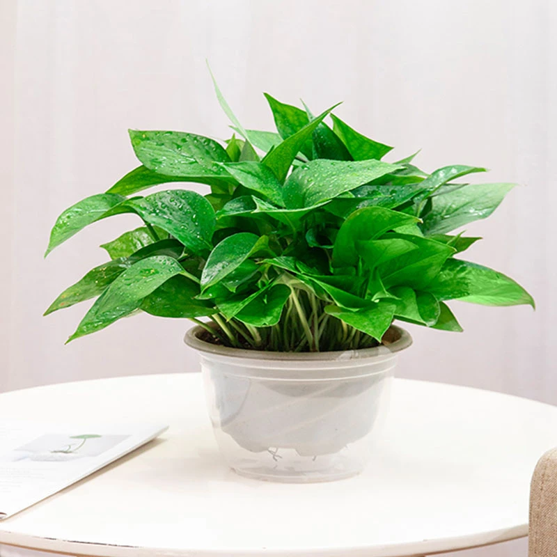 原盆吸水绿萝盆栽室内吸除甲醛净化空气大叶长藤绿箩