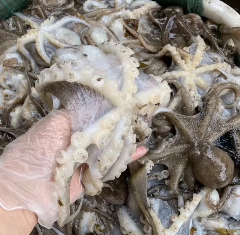 连云港  本地  八爪鱼  4斤