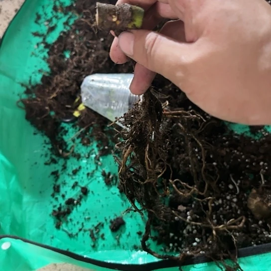 栋*龟背竹植物一物一拍