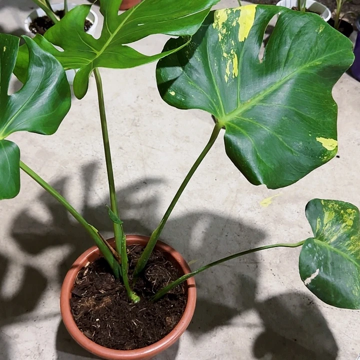 泥****發黄薄荷龟背竹一物一拍