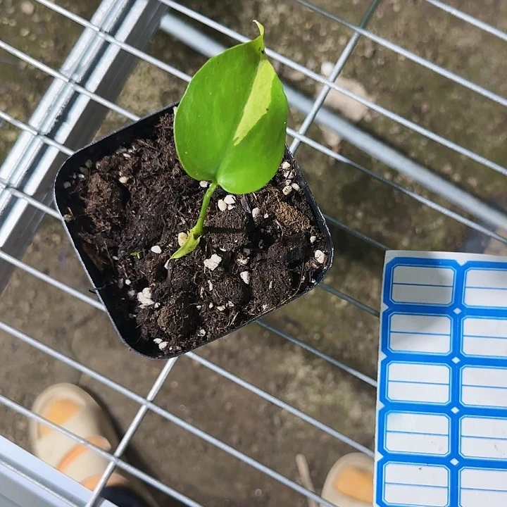 大*、龟背竹植物一物一拍