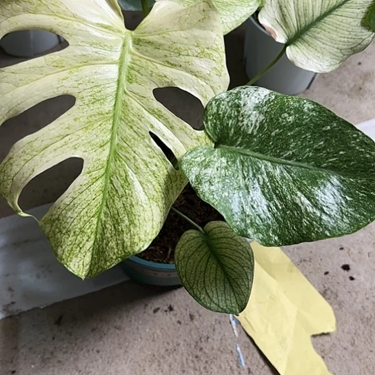 河*居白怪兽龟背竹一物一拍