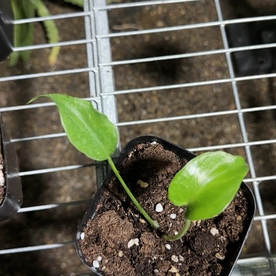 無**天龟背竹小苗一物一拍