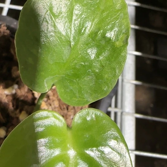 么****u石化小苗龟背竹一物一拍