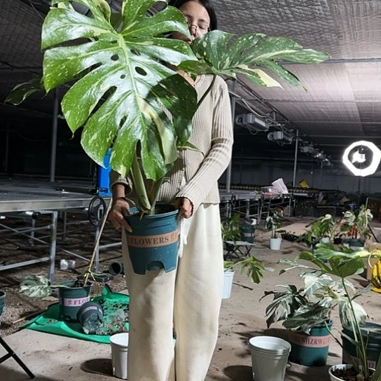 浩**辰洒金龟背竹植物一物一拍