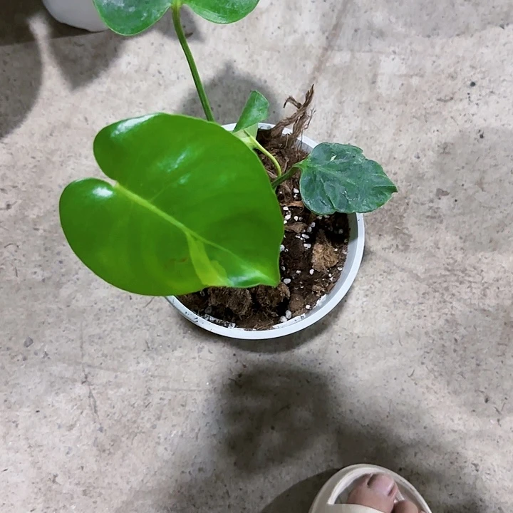 魔****?石化龟背竹一物一拍