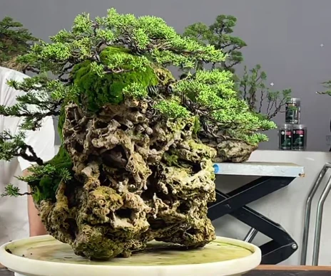 济州真柏，四季常青青不掉叶，有特别百的观赏性，适合合种种刭庭院