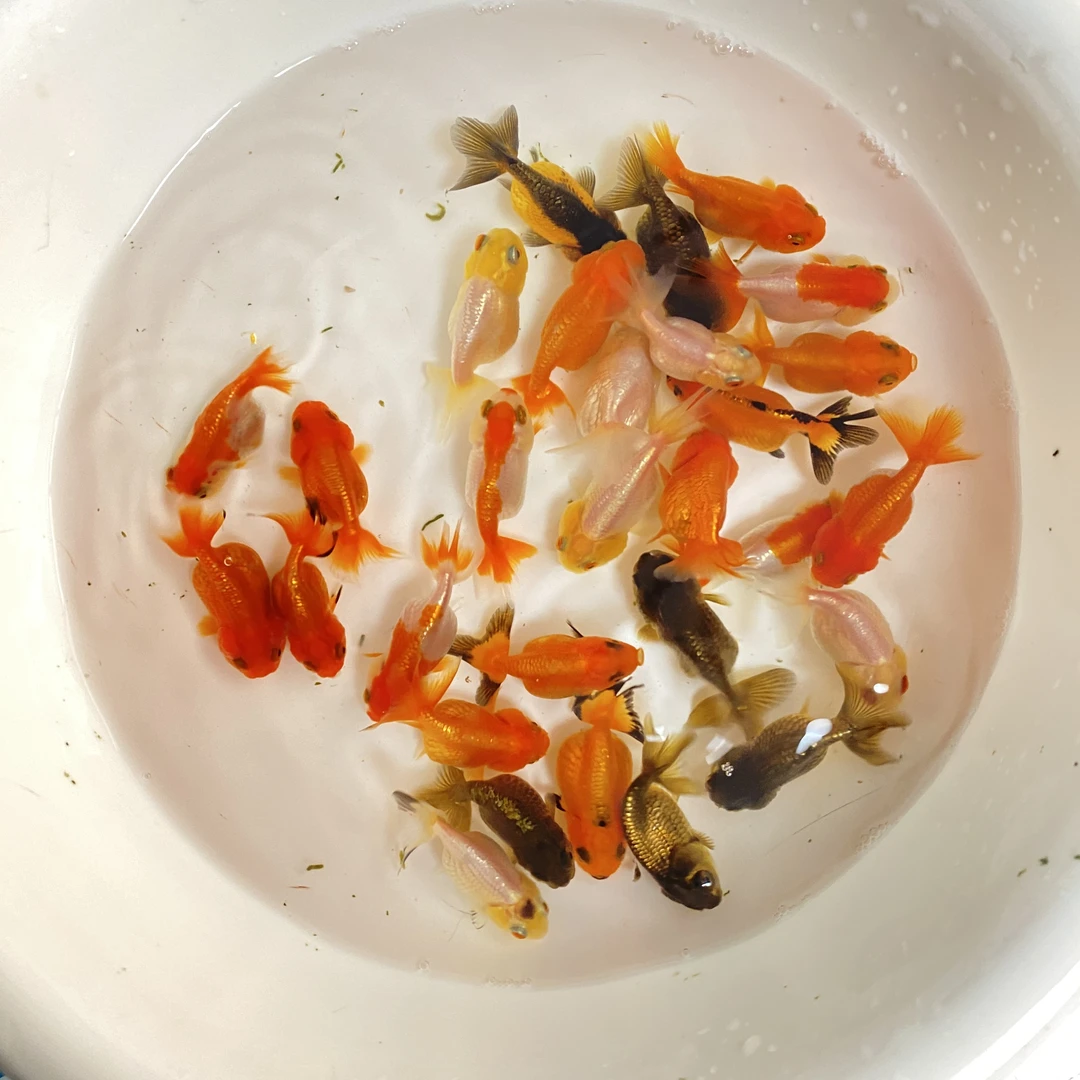 小虎头小金鱼可爱的小金鱼观赏鱼冷水鱼淡水鱼