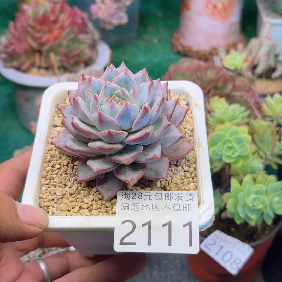 大2111y g g g h h h h h h j